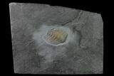 Pyritized Trilobite (Chotecops) Fossil - Bundenbach, Germany #136518-1